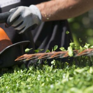 Ameline Arbora Paysagiste dinan entretien et soin de jardin