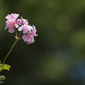 Ameline Arbora Paysagiste dinan entretien et soin de jardin