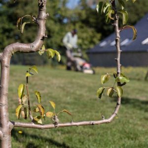 arbres fruitiers - potager - poulailler - Ameline Arbora paysagiste Côtes d'Armor