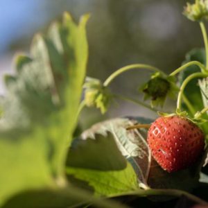 Ameline Arbora Paysagiste dinan potager