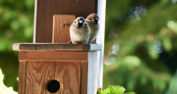 ameline arbora, paysagiste sur Dinan, installe des nichoirs pour les oiseaux