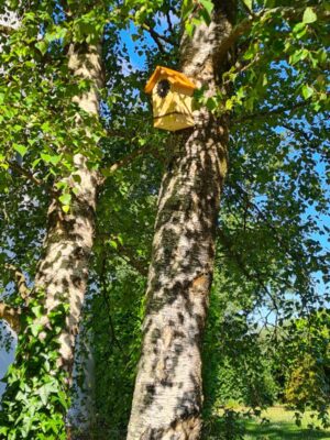 ameline arbora, paysagiste sur Dinan, installe des nichoirs pour les oiseaux