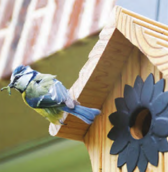 ameline arbora, paysagiste sur Dinan, installe des nichoirs pour les oiseaux