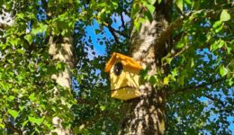 ameline arbora, paysagiste sur Dinan, installe des nichoirs pour les oiseaux