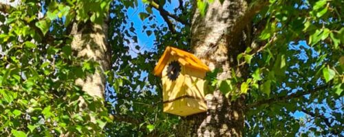 ameline arbora, paysagiste sur Dinan, installe des nichoirs pour les oiseaux