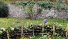 haie seche dans votre jardin