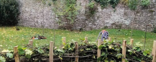 haie seche dans votre jardin