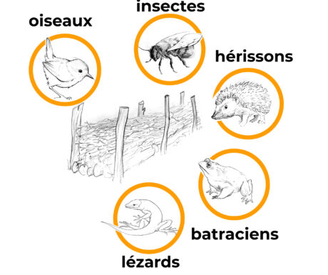 Différents animaux vivent dans les haies sèches