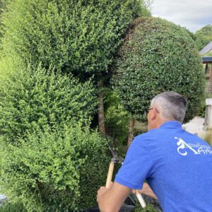 entretien de jardin - jardinier - paysagiste dinan - taden - trelivan (10)