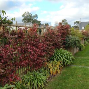 entretien de jardin - jardinier - paysagiste dinan - taden - trelivan (11)