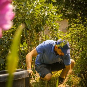 Ameline Arbora, entretien et soin de jardin - Dinan, Taden, St Samson...