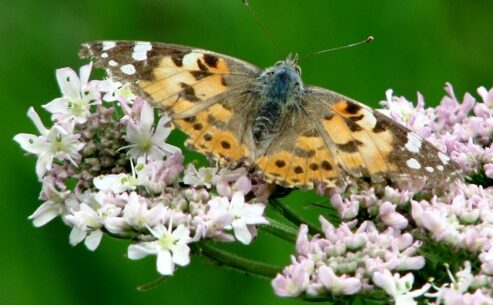 comment avoir des papillons dans son jardin - haie nourricière - Paysagiste Ameline Arbora Dinan - Taden - Broons