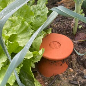 ollas oyas - eau jardin potager (1)