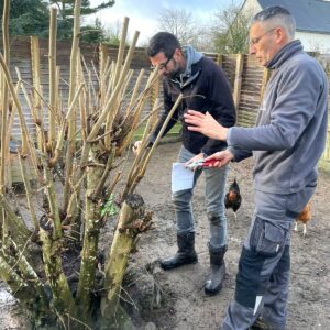 guide sur la taille des fruitiers - Ameline Arbora paysagiste Dinan, Taden, Lanvallay