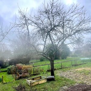 guide sur la taille des fruitiers - Ameline Arbora paysagiste Dinan, Taden, Lanvallay