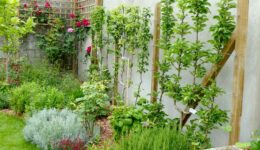 guide sur la taille des fruitiers - espalier - godet - pyramide - Ameline Arbora paysagiste Dinan, Taden, Lanvallay