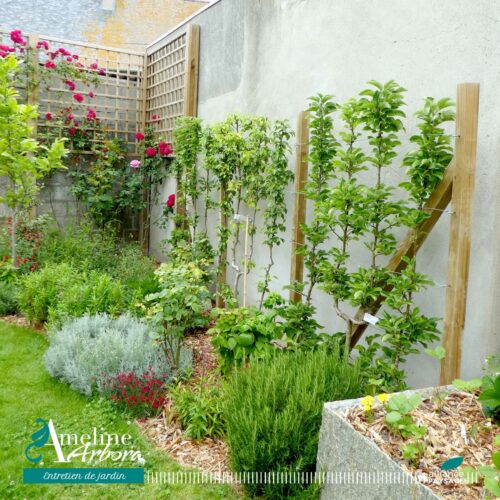 guide sur la taille des fruitiers - espalier - godet - pyramide - Ameline Arbora paysagiste Dinan, Taden, Lanvallay