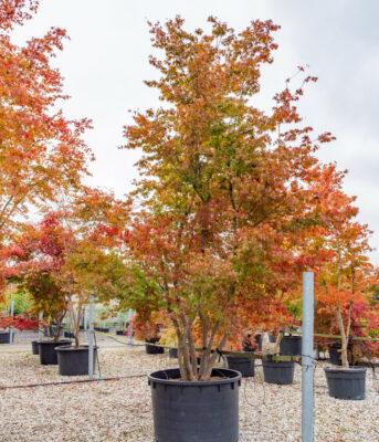 Acer palmatum-s H350-400 CO 01