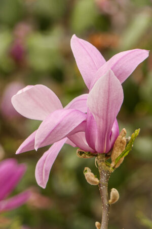 Quentin GALLAIS Quentin GALLAIS