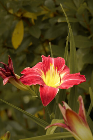 Côme ROQUEFORT Côme ROQUEFORT